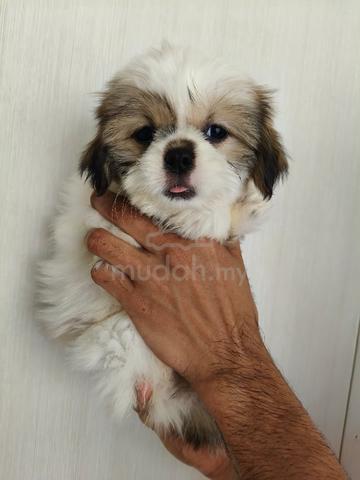 shihtzu ~4 - photo 2 of 2