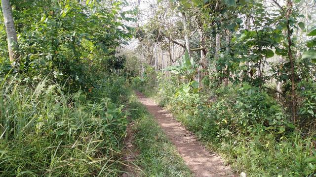 Tanah Pokok Getah Palong 8 1
