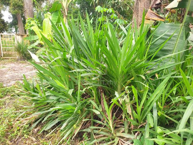 Napier pandan - photo 3 of 4