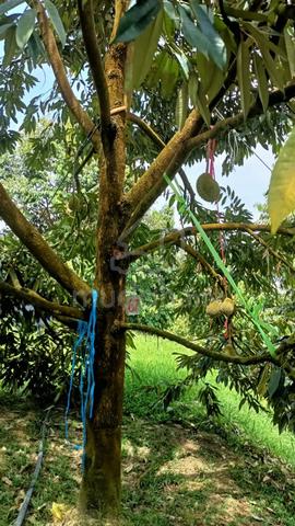 Fast ROI Durian Farm for sale with import/export license !!! 3