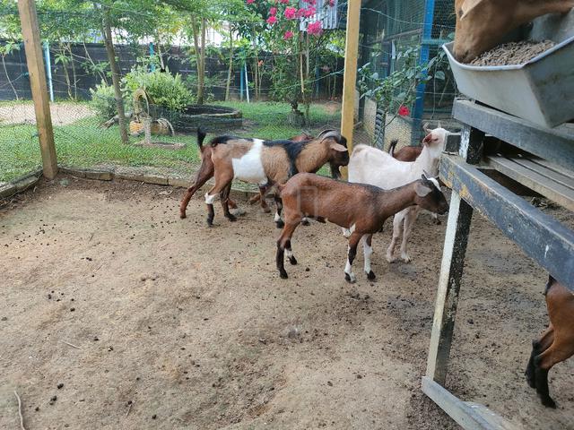 Carousel Image