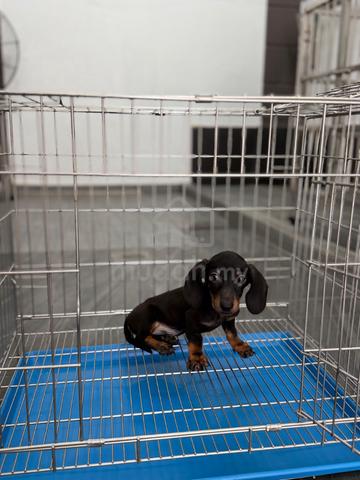 Male Dachshund puppy - photo 5 of 6
