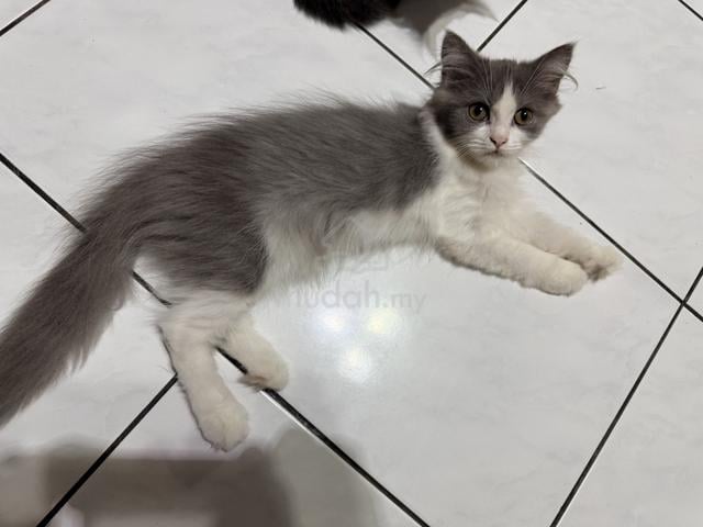 BSH Mix Persian Kitten to Rehome - photo 2 of 5