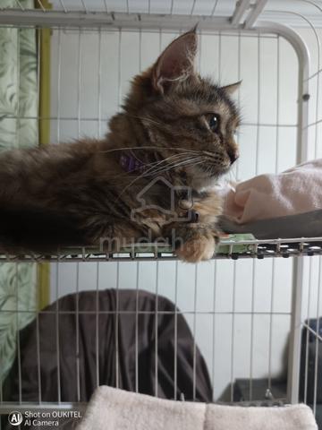 Brown Tabby Kitten - photo 2 of 6