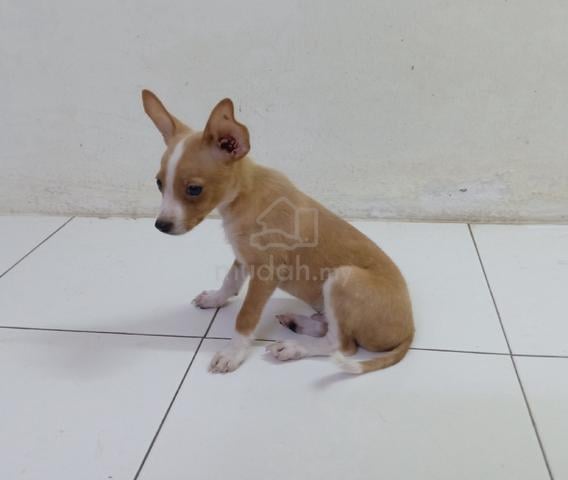 Carousel Image