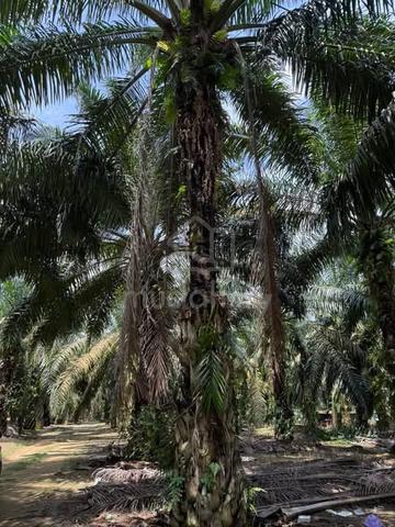 Machap 2.05 acres Agricultures Land For Sale 1