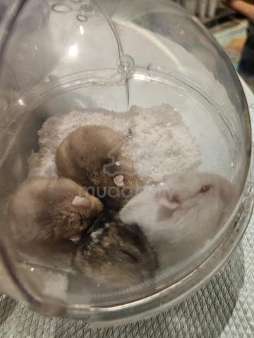 hamster - photo 2 of 4