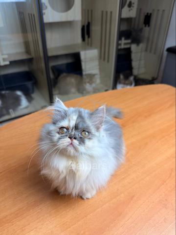 Napoleon Munchkin - photo 4 of 6