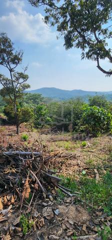 Tanah Kebun Bukit Tarik 110k 1