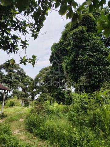 TANAH 1ST GRADE🥰Tanah Kebun Pokok Machang😘GRN INDIVIDU LOAN✅🔥❗❗ 1