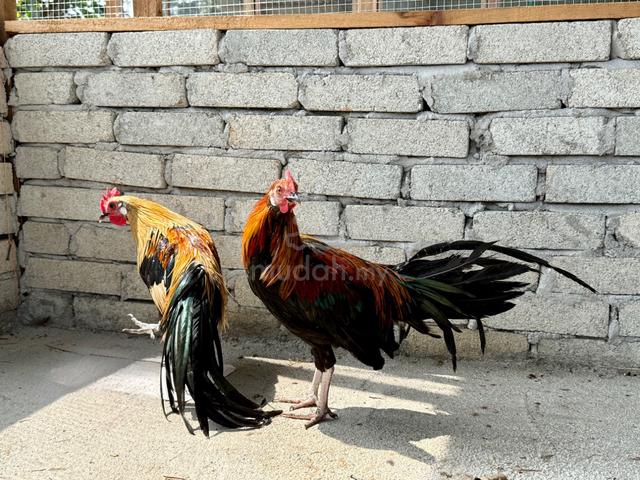 Ayam Pheonix & Yokohama - photo 2 of 4