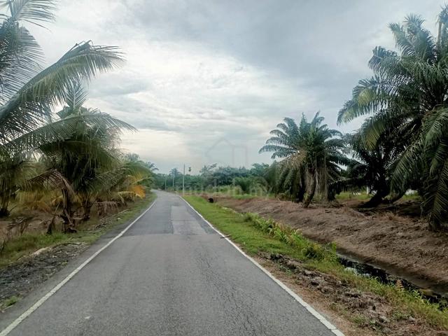 Tanah Kebun Kelapa Sawit di Rengit Pontian Johor utk Dijual 1