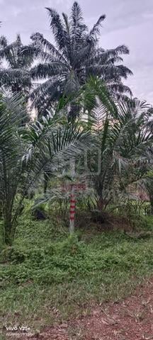 Freehold Oil Palm Land For Sale Near Kundang Tanjong Sepat, Selangor 1