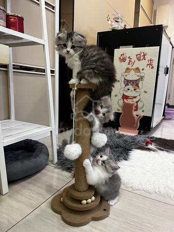 Carousel Image
