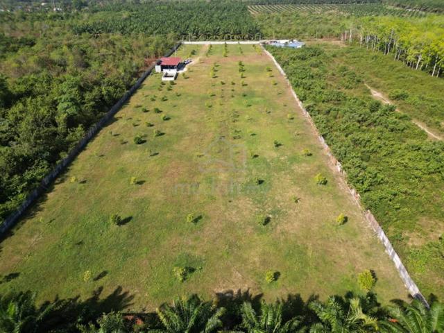 Bedong Durian Farm Agrictural Land Free hold For Sale 1