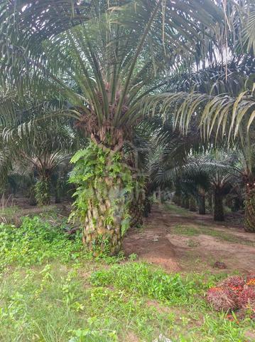 Palm Oil Plantation 965 Acres Johor for Sale 1