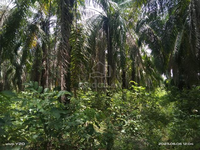 Tanah Untuk Disewa  (KG. Bertandok Beaufort) 1