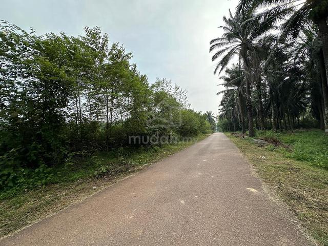 Pendang Sebelah Maktab Sains Mara Tanah Pokok Sawit Untuk Di Jual 2