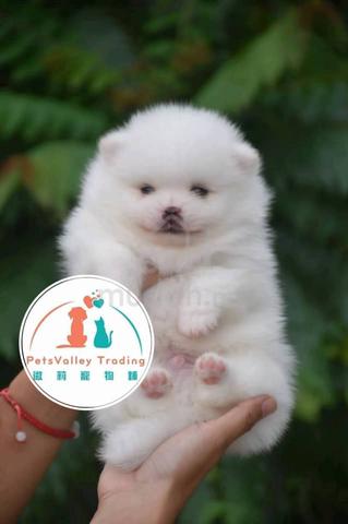 Carousel Image Selected