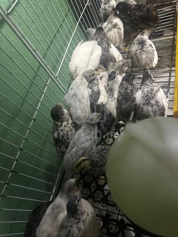 Carousel Image