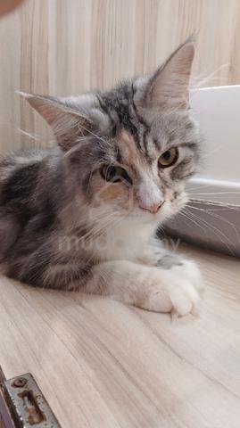 Mainecoon - photo 2 of 2