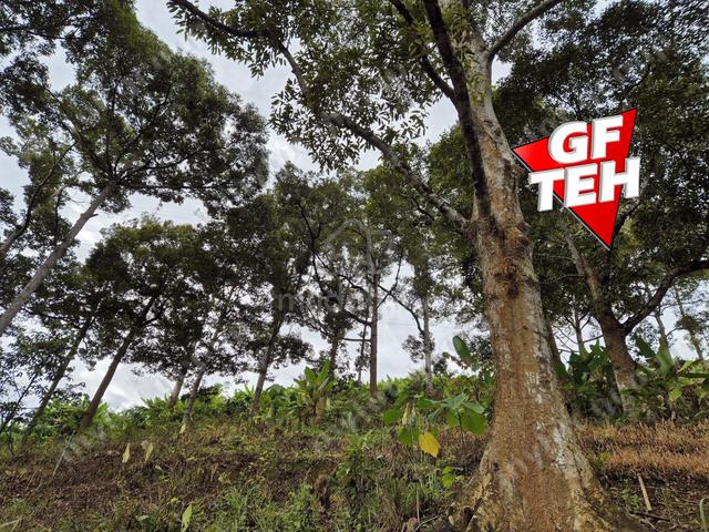 4.7 Acres Old tree durian farm Lenggong Perak 5.7p s f b k 3