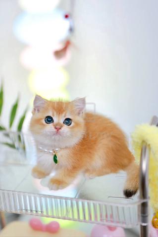 Carousel Image