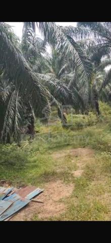 Oil Palm Land In N9 Johol For Sale 1