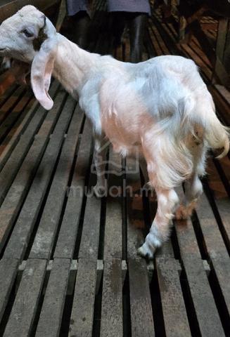 Carousel Image