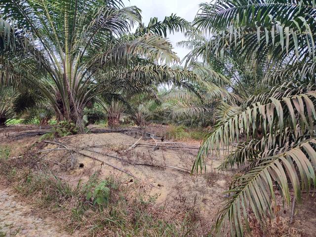 Jalan Renggam Kluang 50 Arce Agricultural Land For Sale 1