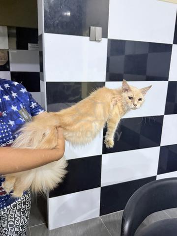 Mainecoon - photo 2 of 2