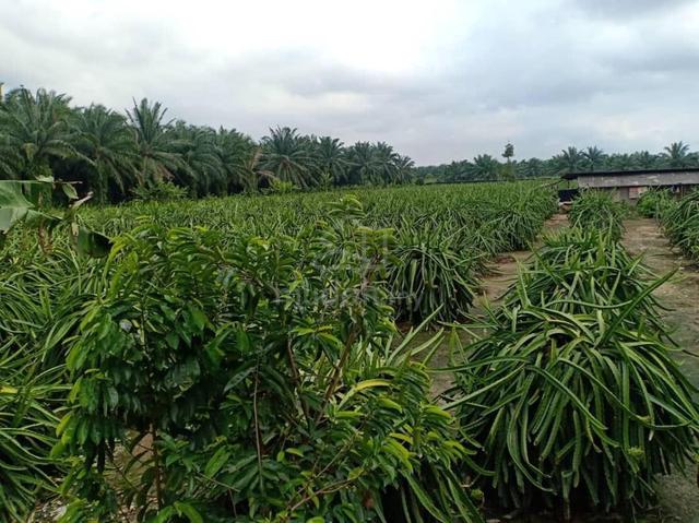 Sungai Pelek Residential Zone Land For Sale With Dragon Fruit Farm 1