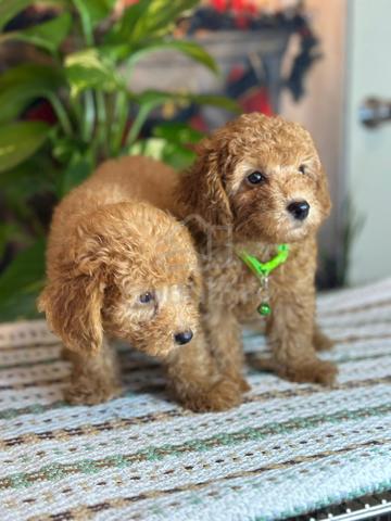 poodle ~7 - photo 6 of 6