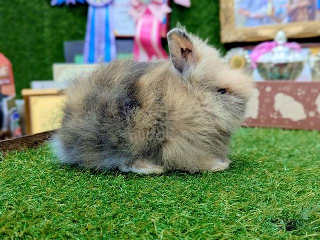 Arnab Teddy Bear Rabbit jrD - photo 4 of 4