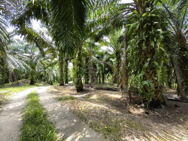80 Acres Oil Palm Freehold Gated Rengoh Johol Kuala Pilah 1