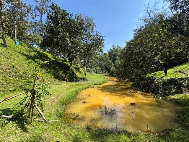 Agri Land 1.8 acres Orchard Hulu Tamu Batang Kali For Sale 1