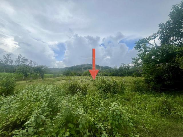 TANAH KEBUN/ PERTANIAN GERAN INDIVIDU‼️ Di Changlun Kedah 1