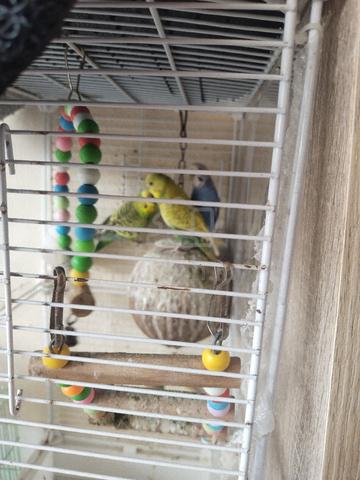lovebird  - photo 4 of 6