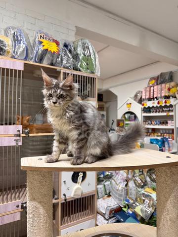 silver tabby mainecoon can send Singapore - photo 2 of 4