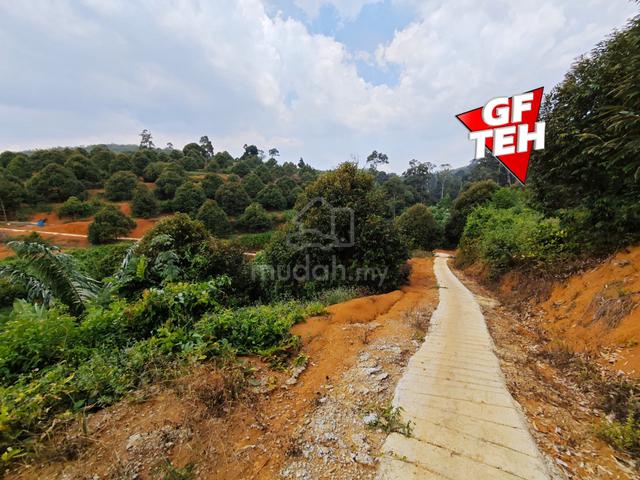 4.27 acre Residential Land | Durian Farm/Orchard Kuala Kangsar | Perak 1