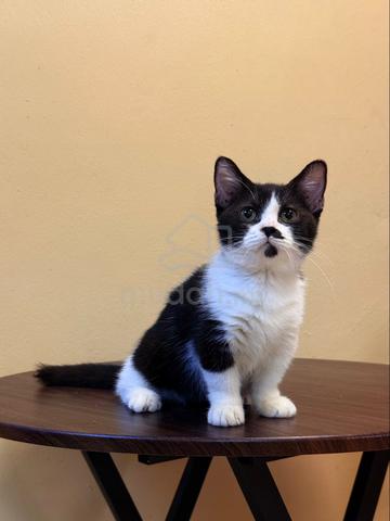 munchkin - photo 2 of 2