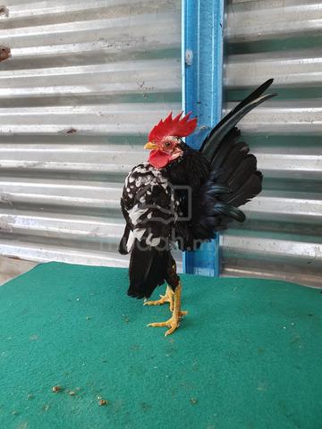 serama sepasang - photo 6 of 6