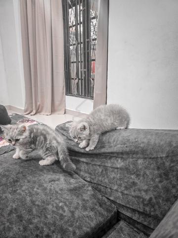 BSH Kitten - photo 3 of 5