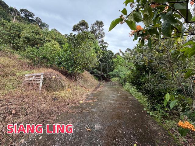 Durian Farm AGRICULTURAL LAND Sale at Teluk Kumbar 5.6Acre Freehold wi 1