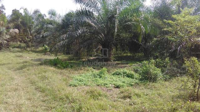 sawit jengka 24 jerantut. 1