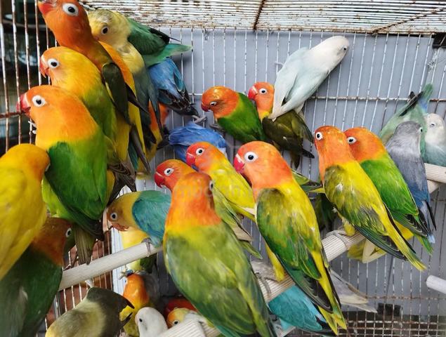 Burung lovebird fischer #nuricinta - photo 2 of 6