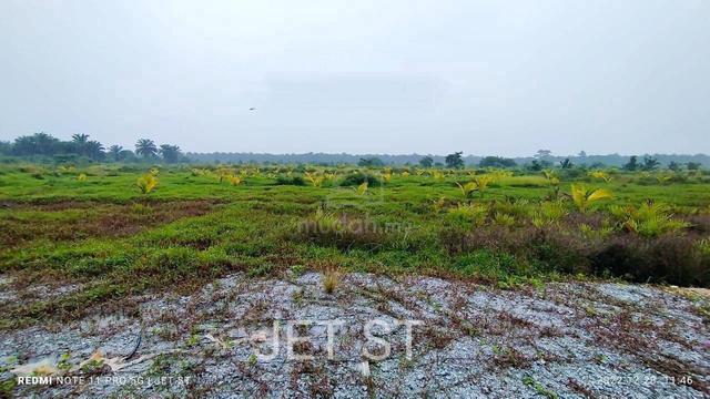 Pantai Morib banting Coconut Farm Commercial Title Land Size 31Acres 1