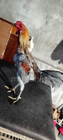 Ayam pamagon iq - photo 2 of 2