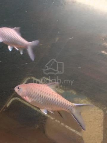 Tor Malabaricus aka Kelah Malabar Mahseer 5 inci - photo 6 of 6