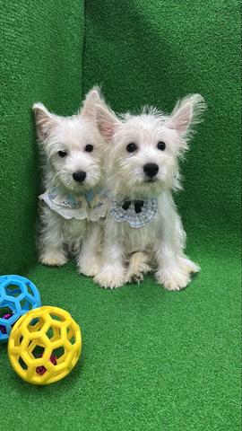 Westie Male & Female Puppies - photo 2 of 5